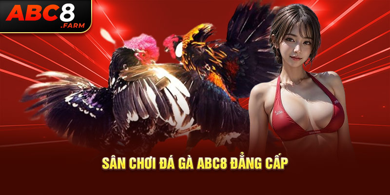 Sân chơi đá gà Abc8 đẳng cấp