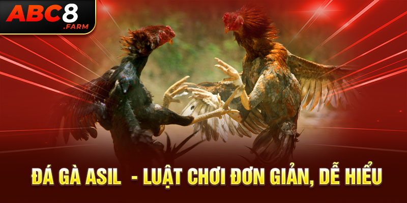 Đá gà asil luật chơi đá gà asil cho người mới